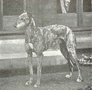 greyhound